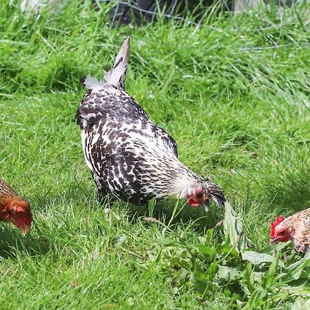 Gite A La Ferme Questembert Exteriér fotografie